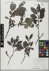 Foto von Salix glabra Scop.